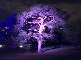 Tree lit up with purple lights